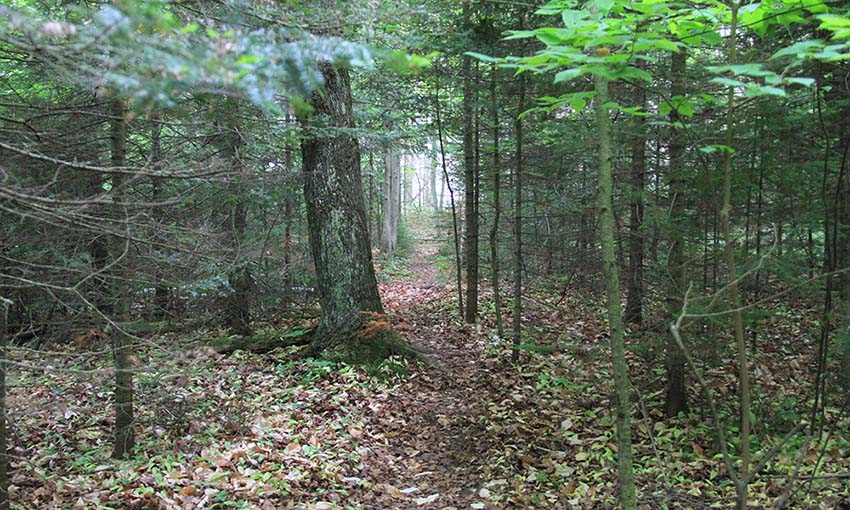 A view down a mysterious forest path.