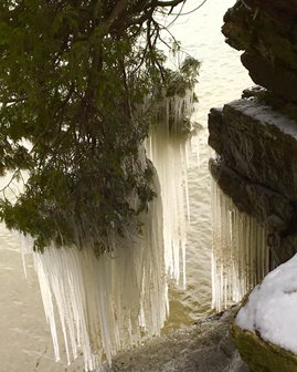 Trees over the lake covered in ice