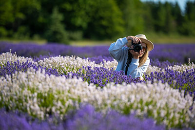 A woman in a lavender field