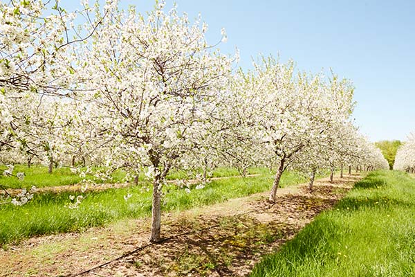 A row of cherry blossom trees