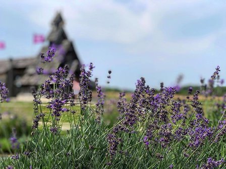 Lavender field with a wooden building in the distance