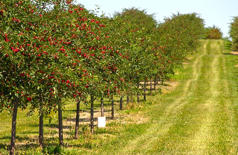 A row of cherry trees.