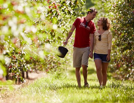 A couple walking through the cherry trees.