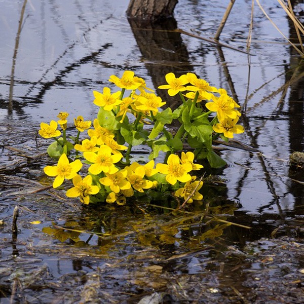 Swamp Buttercup