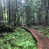 A wooden walkway through the woods.