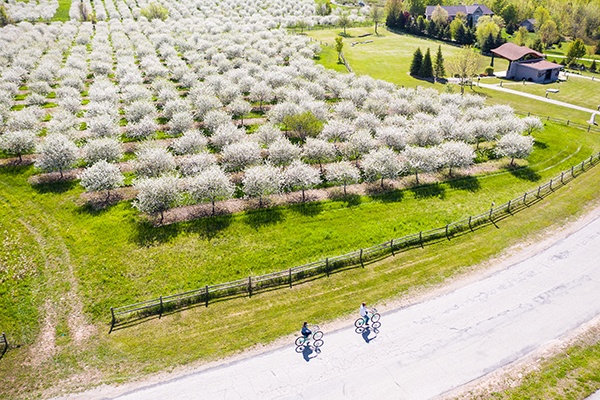 A cherry blossom orchard near a road and a wooden building