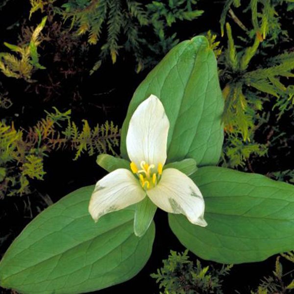 Nodding Trillium