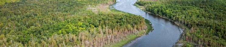 Aerial view of trees and water