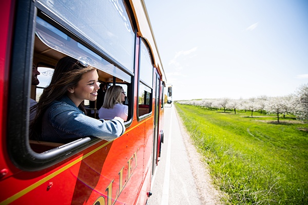 Woman looking out of the window of a trolley at a cherry blossom orchard