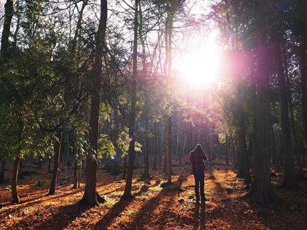 The sun filtering through the trees as someone walks through the woods.