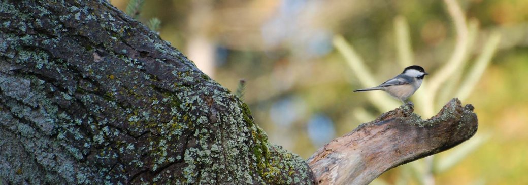 A chickadee standing on a tree branch.