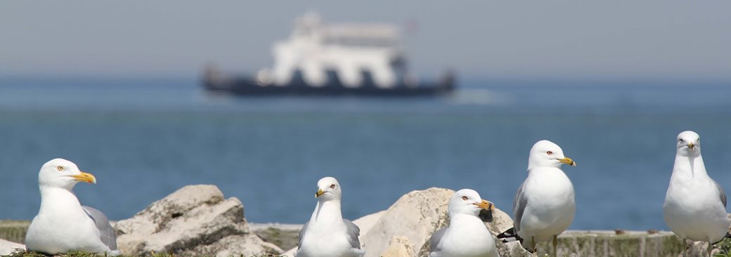 Community Spotlight: Washington Island