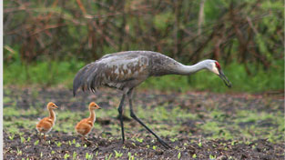 The Nature Conservancy