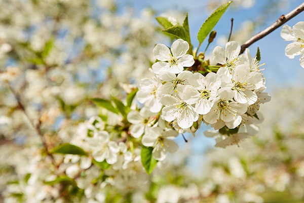 Closeup of a cherry blossom