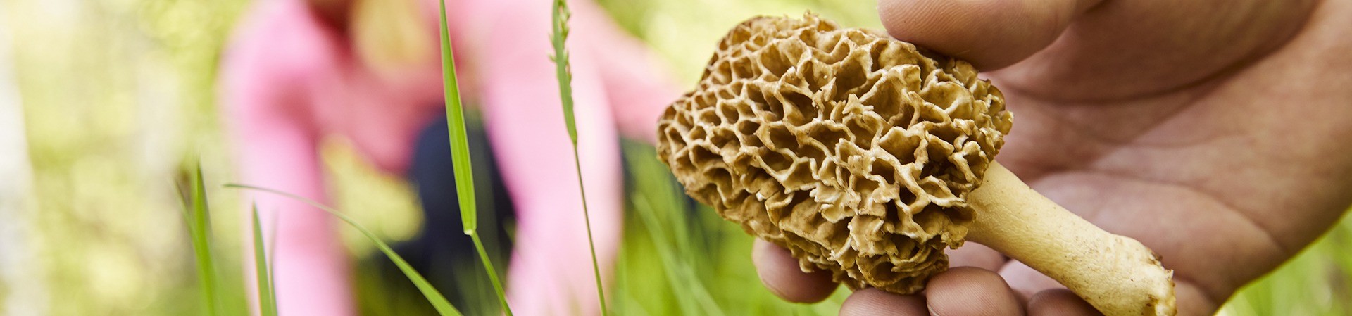 A morel mushroom