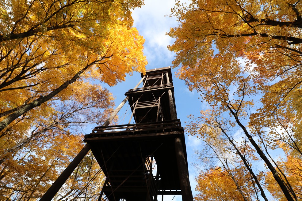 Point of view looking at a tower rising up above trees