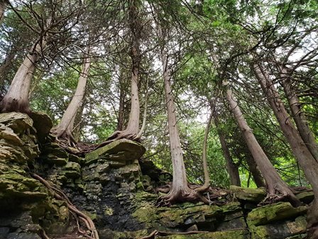 Looking up at trees along a cliff line