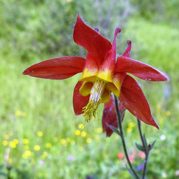 Wild Columbine