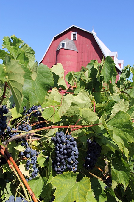 8. Lautenbach’s Orchard Country Winery & Market