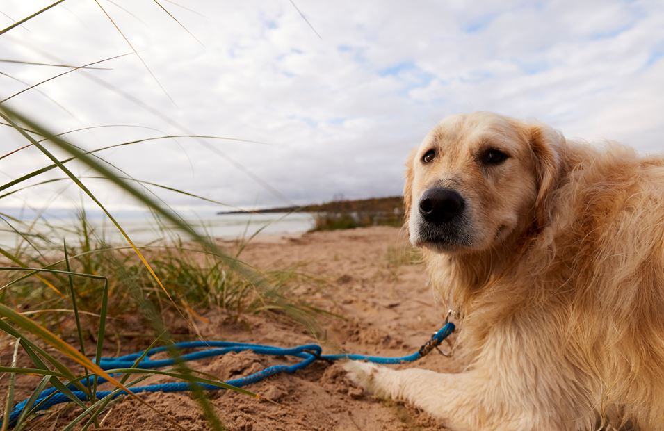 A dog laying on the beach.