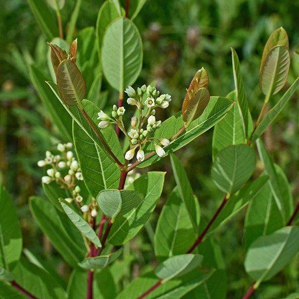 Spreading Dogbane