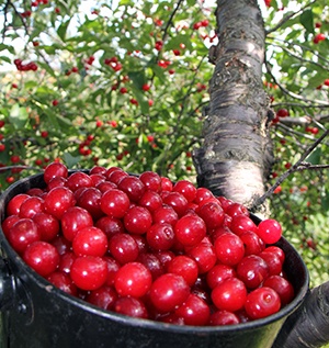 A bucket of cherries in front of a cherry tree.