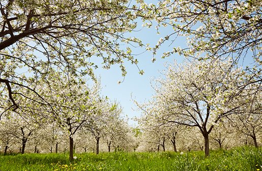 Blossoming cherry trees.