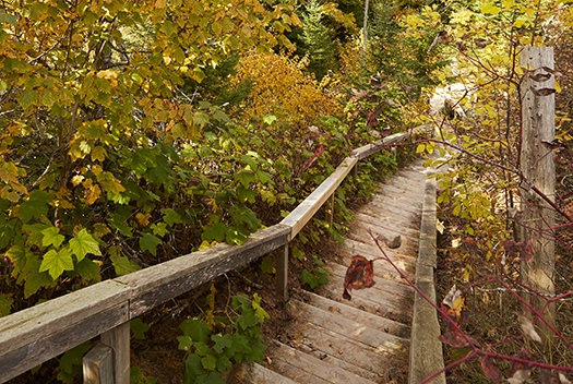 Red Trail & Yellow Trail (Sturgeon Bay)