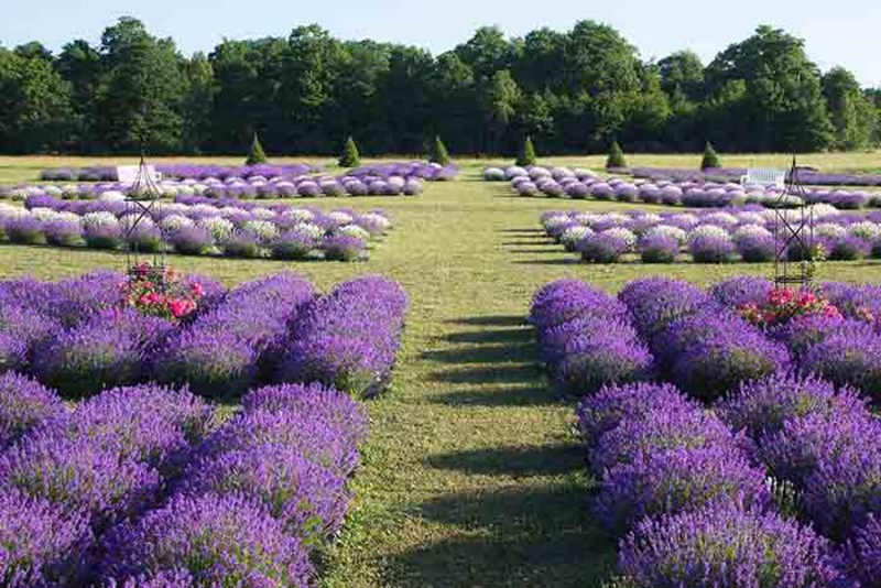 Lavender bushes at Fragrant Isle Lavender Farm.