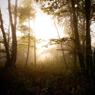 The sun rising through the trees and fog.