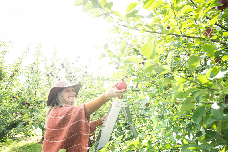 Robertson Orchards