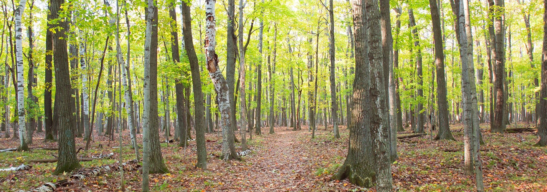 Wooded trail through the trees