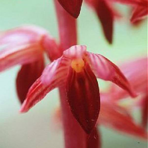 Coralroot