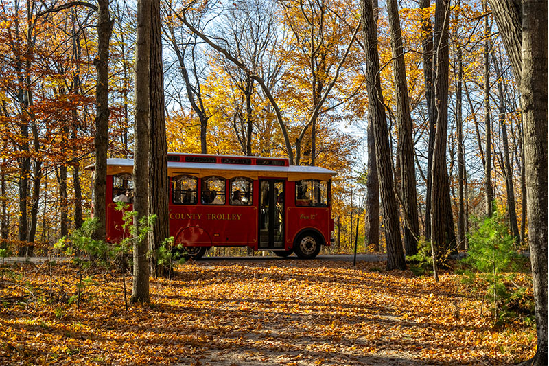 A red trolley rides along the street through a fall forest, colorful leaves litter the ground.