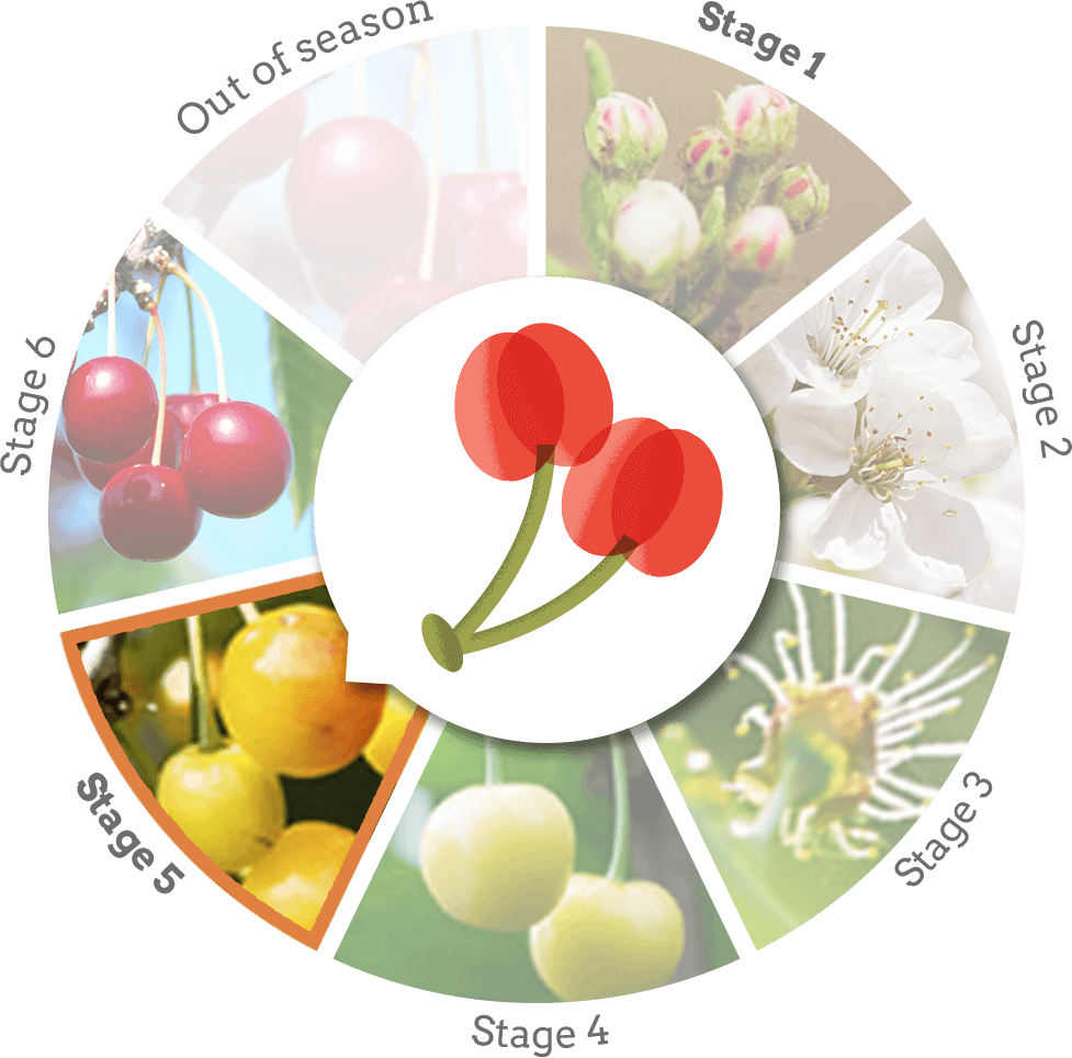 Stage 5 - Yellow Cherries